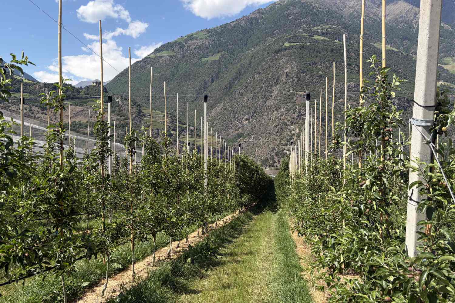 Manzanas Val Venosta