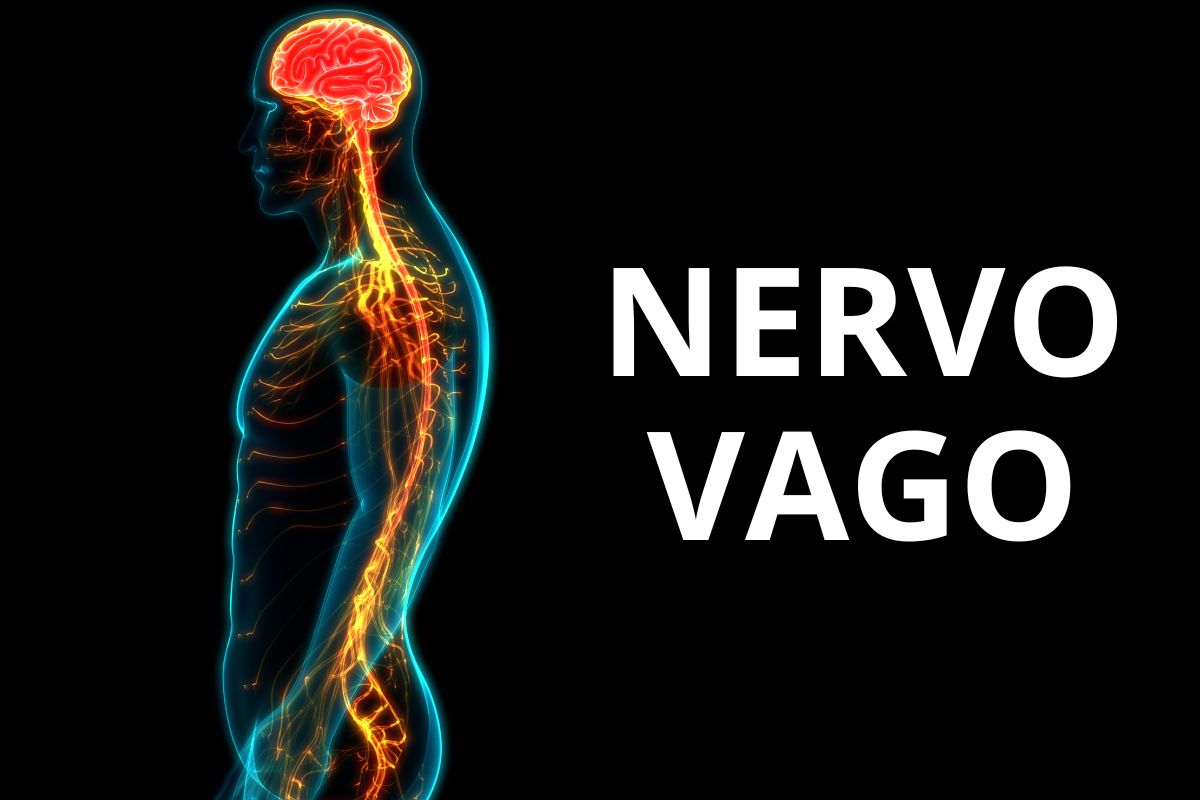 nervio vago