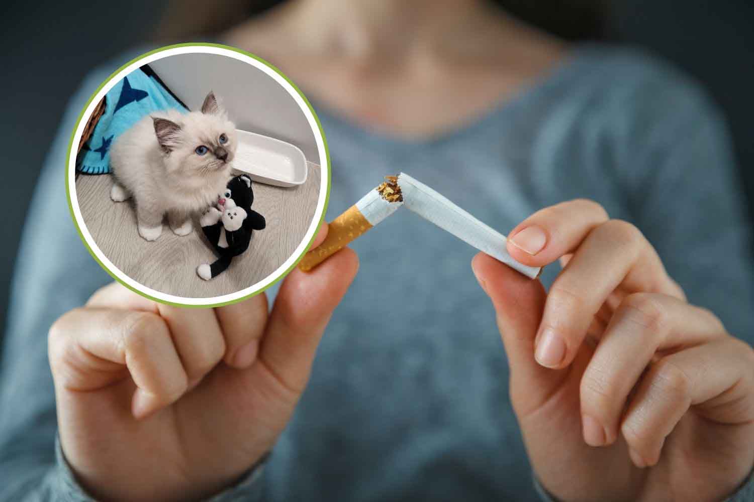 Rimedio felino contro il fumo