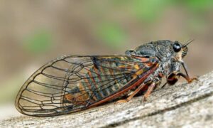 Los conservacionistas completan un paso clave en la investigación de insectos extintos…
