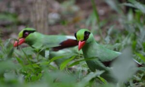 La carrera para salvar una de las aves más amenazadas del mundo…