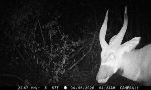 Antílope increíblemente raro capturado por la cámara en la región donde…