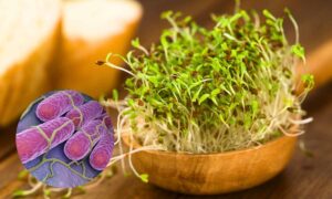 Brote de Salmonella en Europa, 109 casos y 2 muertes ligadas al consumo de germinados: todo lo que necesitas saber