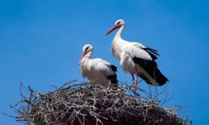 Cigüeñas blancas: por qué introducir especies no autóctonas en la reconstrucción…