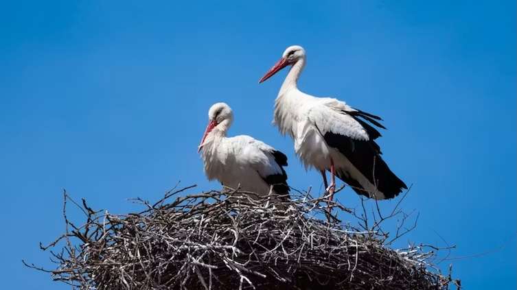 White storks – why introducing non‑native species in rewilding projects can be a good idea
