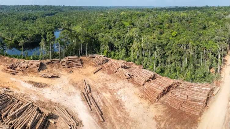 How positive tipping points may be the key to protecting tropical rainforests