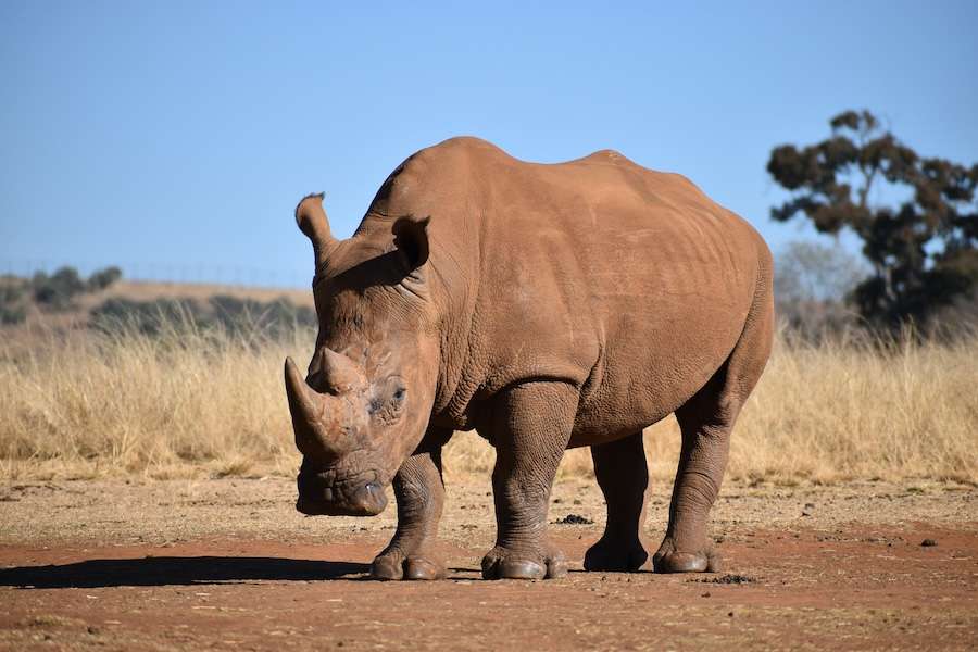 Rhino horn: why South Africa wants to revive the international trade, and why critics fear the consequences
