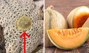 El agrónomo desvela el truco infalible para elegir un melón maduro en el supermercado (y no volver a equivocarse)