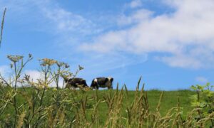 El gobierno establece una hoja de ruta agrícola para 2050 para Inglaterra