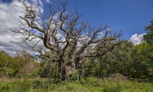 Fin de una era para el mundialmente famoso árbol de Robin Hood, el…