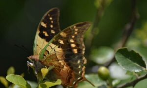 La mayor encuesta sobre mariposas de su tipo está preparada para descubrir los secretos…