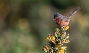 Las aves de los brezales continúan recuperándose