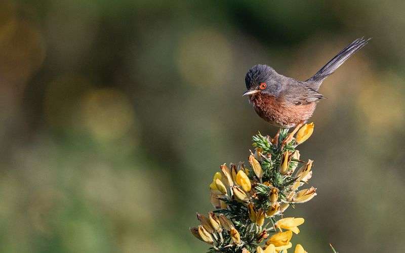 Heathland birds continue to bounce back
