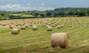 Los Wildlife Trusts ponen de relieve la agricultura respetuosa con la naturaleza en…