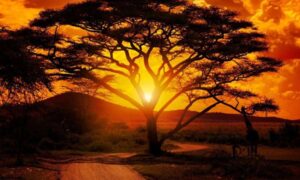 Los fenómenos meteorológicos y climáticos extremos afectan a millones de personas en África en…