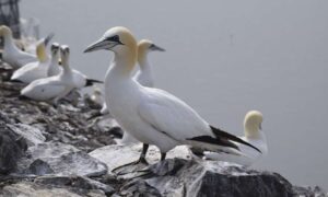 Los icónicos santuarios de aves marinas de Escocia guardados para el futuro…