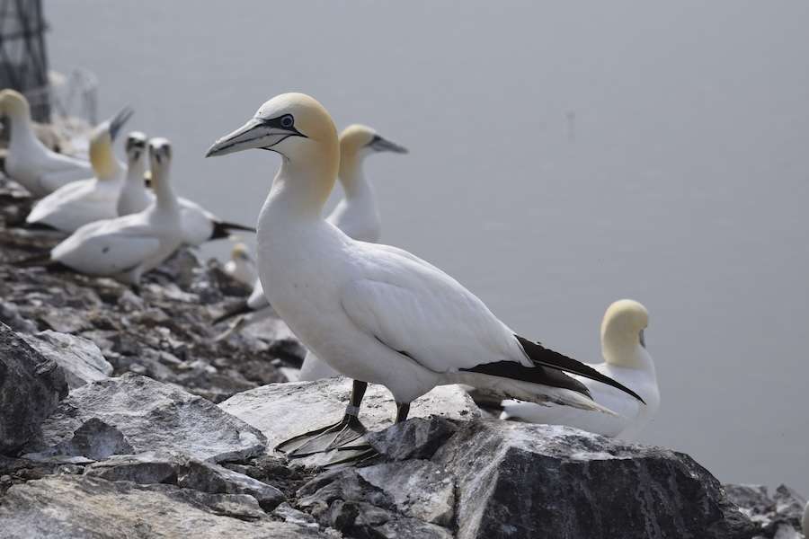 Scotland’s iconic seabird sanctuaries saved for future generations to come
