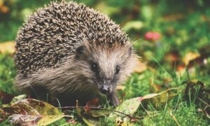 Los microplásticos encontrados en los erizos se remontan a los alimentos para mascotas