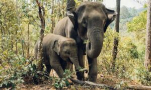 Más de 300 científicos de todo el mundo se unen sobre la necesidad urgente de proteger la vida silvestre…