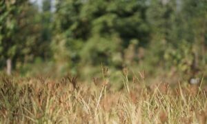 Nature Groups y NFU advierten que la nueva financiación del SFI no satisfará la demanda