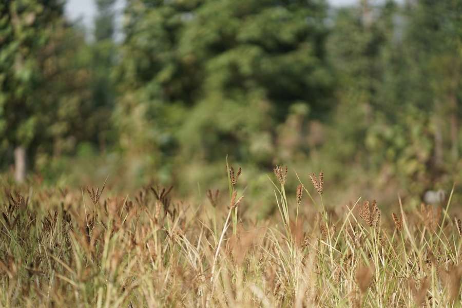 Nature Groups and NFU warn new SFI funding will not meet demand