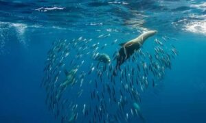 Un ‘súper’ El Niño tiene el poder de devastar la pesca y dejar…