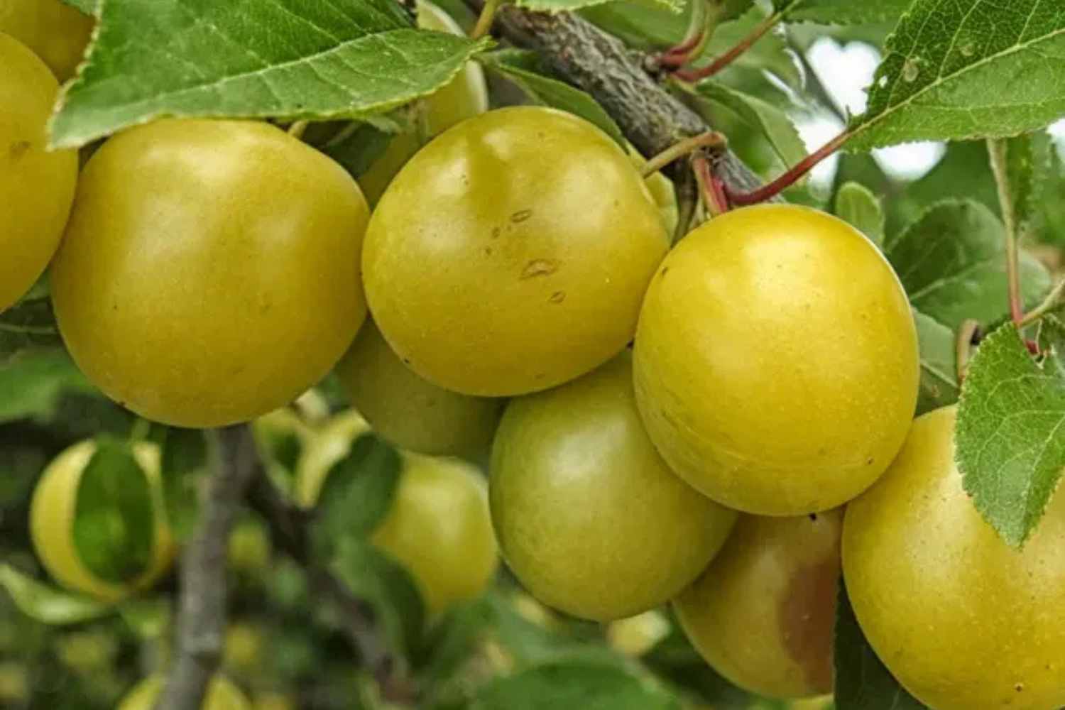 ciruelas