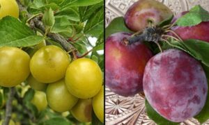 ¿Son las ciruelas y las ciruelas lo mismo?