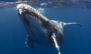 A la política climática le faltan los animales que hacen funcionar los ecosistemas