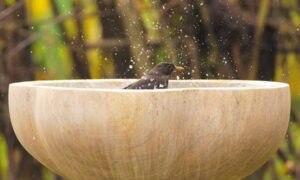 Advertencia de ola de calor para los amantes de las aves de jardín: ayude a la vida silvestre a mantenerse fresca…
