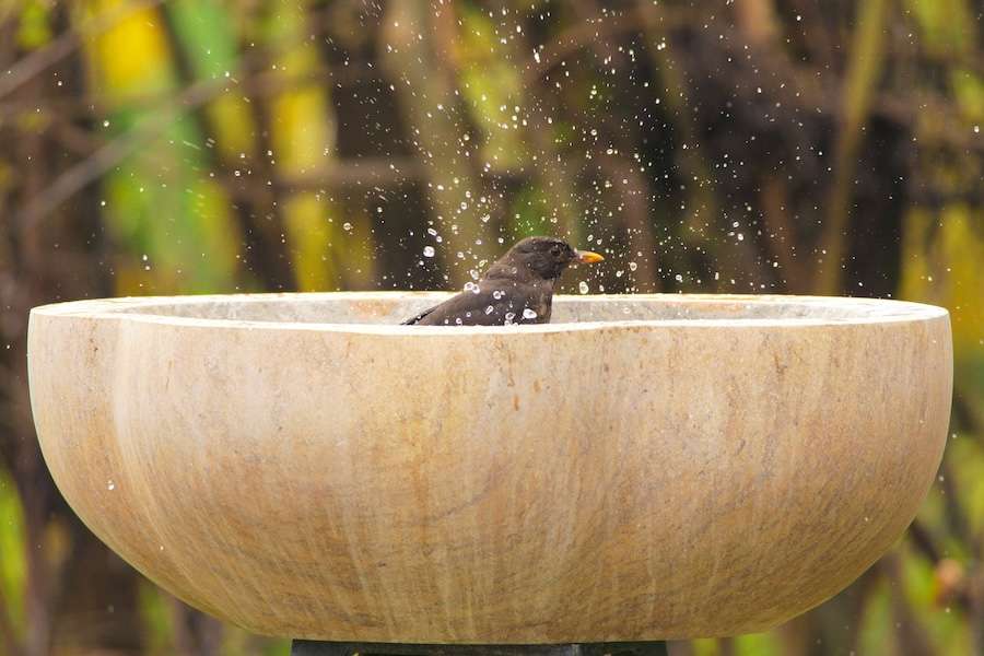Heatwave warning for garden bird lovers: help wildlife stay cool while feeding safely this summer