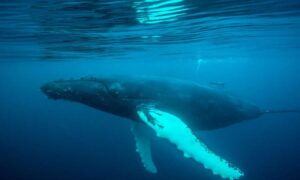 Ballenas, delfines y tiburones peregrinos traen el ‘azul…