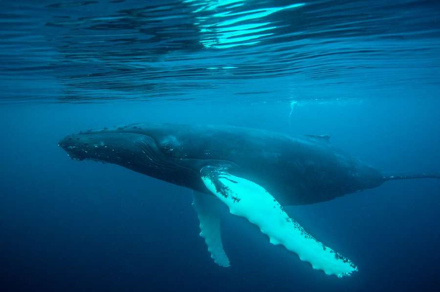 Whales, dolphins and basking sharks bring 
