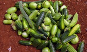 Carosello de Apulia, la fruta olvidada (que pretende ser un pepino) para probar antes de que desaparezca