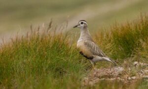 El Reino Unido podría perder su primera especie de ave debido a…