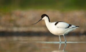 El ave más antigua de su tipo descubierta en la reserva natural RSPB