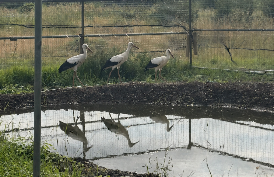 White storks historic return to the Midlands takes flight in Derbyshire