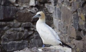 Es posible que dos de las colonias de alcatraces más grandes del mundo no se recuperen de…