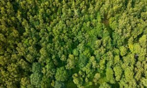 La RSPB reconecta el precioso paisaje galés para proteger especies raras…