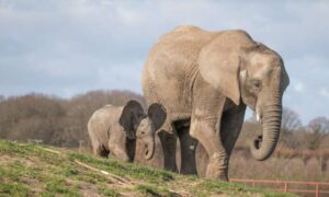 La icónica manada de elefantes de Howletts permanecerá en Kent