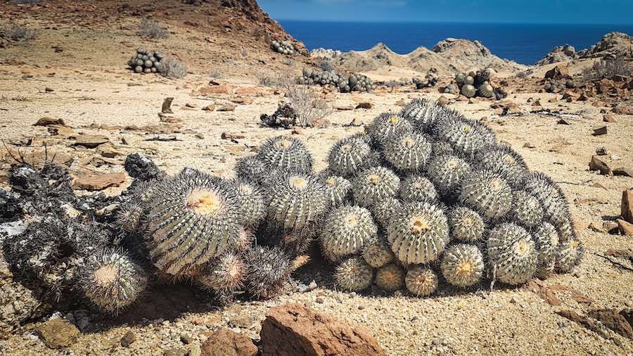 Chester Zoo conservationists worked in one of the driest places on earth to save the seeds of highly threatened cacti
