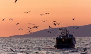 Marsopas y frailecillos impactados por arrastreros de fondo según…