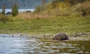 Nacen las primeras crías de castor en 400 años en Escocia…