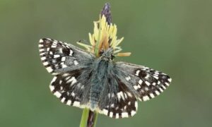 Nueva brigada de mariposas para ayudar a salvar la rara especie de Irlanda del Norte…