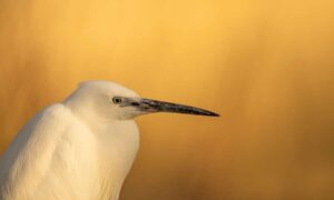 Nueva evidencia muestra que el cambio climático ya está afectando a las aves del Reino Unido…