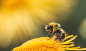 Por qué estás viendo abejas luchando por sobrevivir este verano