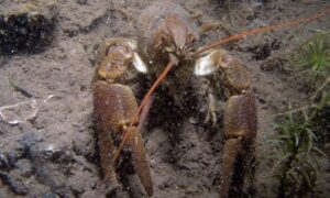 Un raro cangrejo de río de garras blancas es un salvavidas para un ambicioso…