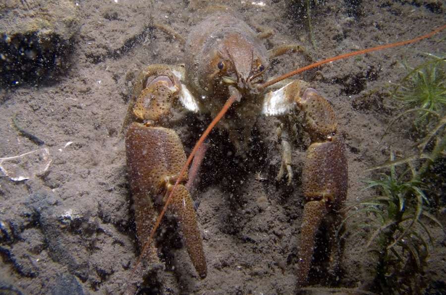 Rare white-clawed crayfish thrown a lifeline by ambitious national recovery programme