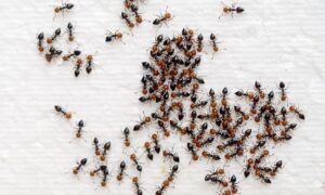 ¿Hormigas en el postre? Este restaurantero estrella coreano corre el riesgo de ir a prisión por servirlos a los clientes