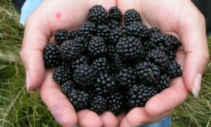Es hora de las moras: cómo cosecharlas y transformarlas en una deliciosa compota